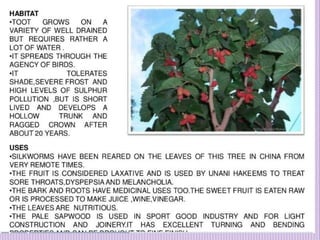 1. Avenue Trees.pptx