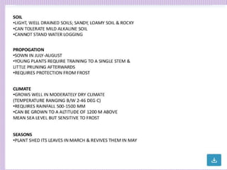 1. Avenue Trees.pptx