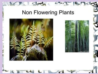 1. Avenue Trees.pptx