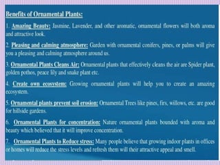 1. Avenue Trees.pptx