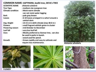 1. Avenue Trees.pptx