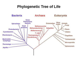 Archaebacteria
• Archaebacteria are the oldest organism living on earth. They
are unicellurar prokaryotes-microbes without...