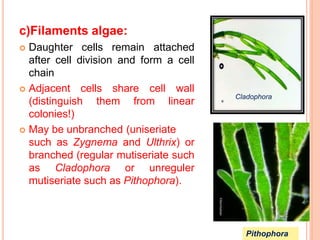 1. Algae General Characters.pptx