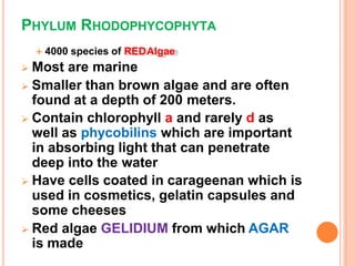 RED ALGAE
Porphyra - nori use to
wrap uncooked fish &
other food items
Smithora naiadum - a
epiphyte on eel and surf
grass...