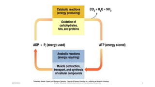 Metabolism and Redox coenzymes (1).pptx