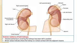 By Abera N
Anterior relations of both kidneys.
• Visceral peritoneum covering the kidneys has been left in position
• Brown areas indicate where the kidney is in direct contact with the adjacent viscera
 