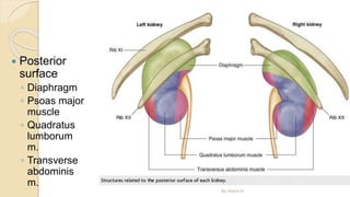  Posterior
surface
◦ Diaphragm
◦ Psoas major
muscle
◦ Quadratus
lumborum
m.
◦ Transverse
abdominis
m.
By Abera N
 