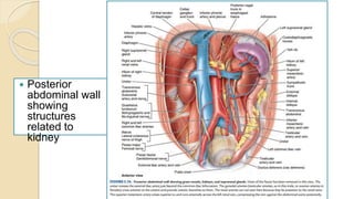  Posterior
abdominal wall
showing
structures
related to
kidney
By Abera N
 