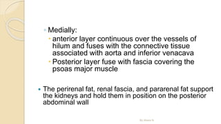◦ Medially:
 anterior layer continuous over the vessels of
hilum and fuses with the connective tissue
associated with aorta and inferior venacava
 Posterior layer fuse with fascia covering the
psoas major muscle
 The perirenal fat, renal fascia, and pararenal fat support
the kidneys and hold them in position on the posterior
abdominal wall
By Abera N
 
