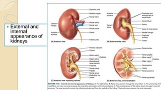  External and
internal
appearance of
kidneys
By Abera N
 