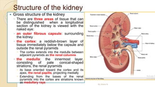 Structure of the kidney
 Gross structure of the kidney
◦ There are three areas of tissue that can
be distinguished when a longitudinal
section of the kidney is viewed with the
naked eye:
◦ an outer fibrous capsule: surrounding
the kidney
◦ the cortex: a reddish-brown layer of
tissue immediately below the capsule and
outside the renal pyramids
 The cortex extends into the medulla between
adjacent pyramids as the renal columns
◦ the medulla: the innermost layer,
consisting of pale conical-shaped
striations, the renal pyramids
 its base oriented toward the cortex and its
apex, the renal papilla, projecting medially
 Extending from the bases of the renal
pyramids into the cortex are striations known
as medullary rays
By Abera N
 