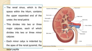  The renal sinus, which is the
space within the hilum, contains
the upper expanded end of the
ureter, the renal pelvis
 This divides into two or three
major calyces, each of which
divides into two or three minor
calyces
 Each minor calyx is indented by
the apex of the renal pyramid, the
renal papilla By Abera N
 