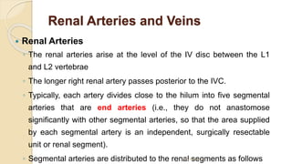 Renal Arteries and Veins
 Renal Arteries
◦ The renal arteries arise at the level of the IV disc between the L1
and L2 vertebrae
◦ The longer right renal artery passes posterior to the IVC.
◦ Typically, each artery divides close to the hilum into five segmental
arteries that are end arteries (i.e., they do not anastomose
significantly with other segmental arteries, so that the area supplied
by each segmental artery is an independent, surgically resectable
unit or renal segment).
◦ Segmental arteries are distributed to the renal segments as follows
By Abera N
 