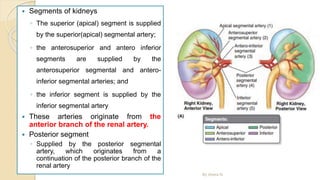  Segments of kidneys
◦ The superior (apical) segment is supplied
by the superior(apical) segmental artery;
◦ the anterosuperior and antero inferior
segments are supplied by the
anterosuperior segmental and antero-
inferior segmental arteries; and
◦ the inferior segment is supplied by the
inferior segmental artery
 These arteries originate from the
anterior branch of the renal artery.
 Posterior segment
◦ Supplied by the posterior segmental
artery, which originates from a
continuation of the posterior branch of the
renal artery
By Abera N
 
