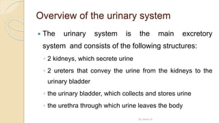 Overview of the urinary system
 The urinary system is the main excretory
system and consists of the following structures:
◦ 2 kidneys, which secrete urine
◦ 2 ureters that convey the urine from the kidneys to the
urinary bladder
◦ the urinary bladder, which collects and stores urine
◦ the urethra through which urine leaves the body
By Abera N
 