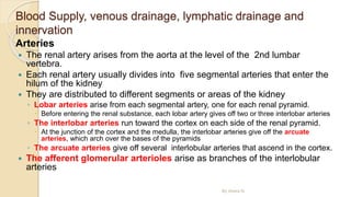 Blood Supply, venous drainage, lymphatic drainage and
innervation
Arteries
 The renal artery arises from the aorta at the level of the 2nd lumbar
vertebra.
 Each renal artery usually divides into five segmental arteries that enter the
hilum of the kidney
 They are distributed to different segments or areas of the kidney
◦ Lobar arteries arise from each segmental artery, one for each renal pyramid.
 Before entering the renal substance, each lobar artery gives off two or three interlobar arteries
◦ The interlobar arteries run toward the cortex on each side of the renal pyramid.
 At the junction of the cortex and the medulla, the interlobar arteries give off the arcuate
arteries, which arch over the bases of the pyramids
◦ The arcuate arteries give off several interlobular arteries that ascend in the cortex.
 The afferent glomerular arterioles arise as branches of the interlobular
arteries
By Abera N
 