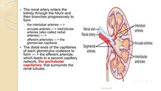  The renal artery enters the
kidney through the hilum and
then branches progressively to
form
◦ the interlobar arteries -- >
◦ arcuate arteries -- > interlobular
arteries (also called radial
arteries) --- >
◦ afferent arterioles -- > the
glomerular capillarie
 The distal ends of the capillaries
of each glomerulus coalesce to
form --- > the efferent arteriole,
which leads to a second capillary
network, the peritubular
capillaries, that surrounds the
renal tubules.
By Abera N
 