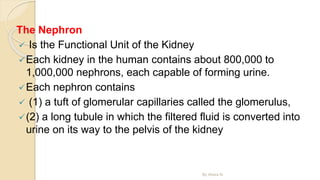 The Nephron
 Is the Functional Unit of the Kidney
Each kidney in the human contains about 800,000 to
1,000,000 nephrons, each capable of forming urine.
Each nephron contains
 (1) a tuft of glomerular capillaries called the glomerulus,
(2) a long tubule in which the filtered fluid is converted into
urine on its way to the pelvis of the kidney
By Abera N
 