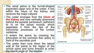  The renal pelvis is the funnel-shaped
expanded upper end of the ureter. It lies
within the hilum of the kidney and
receives the major calyces
 The ureter emerges from the hilum of
the kidney and runs vertically downward
behind the parietal peritoneum (adherent
to it) on the psoas muscle, which
separates it from the tips of the
transverse processes of the lumbar
vertebrae.
 It enters the pelvis by crossing the
bifurcation of the common iliac artery in
front of the sacroiliac joint
 The ureter then runs down the lateral
wall of the pelvis to the region of the
ischial spine and turns forward to enter
the lateral angle of the bladder By Abera N
 