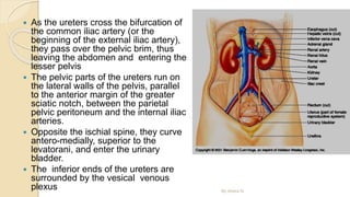  As the ureters cross the bifurcation of
the common iliac artery (or the
beginning of the external iliac artery),
they pass over the pelvic brim, thus
leaving the abdomen and entering the
lesser pelvis
 The pelvic parts of the ureters run on
the lateral walls of the pelvis, parallel
to the anterior margin of the greater
sciatic notch, between the parietal
pelvic peritoneum and the internal iliac
arteries.
 Opposite the ischial spine, they curve
antero-medially, superior to the
levatorani, and enter the urinary
bladder.
 The inferior ends of the ureters are
surrounded by the vesical venous
plexus By Abera N
 