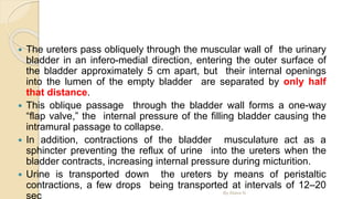  The ureters pass obliquely through the muscular wall of the urinary
bladder in an infero-medial direction, entering the outer surface of
the bladder approximately 5 cm apart, but their internal openings
into the lumen of the empty bladder are separated by only half
that distance.
 This oblique passage through the bladder wall forms a one-way
“flap valve,” the internal pressure of the filling bladder causing the
intramural passage to collapse.
 In addition, contractions of the bladder musculature act as a
sphincter preventing the reflux of urine into the ureters when the
bladder contracts, increasing internal pressure during micturition.
 Urine is transported down the ureters by means of peristaltic
contractions, a few drops being transported at intervals of 12–20
sec By Abera N
 