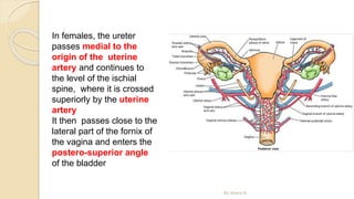 By Abera N
In females, the ureter
passes medial to the
origin of the uterine
artery and continues to
the level of the ischial
spine, where it is crossed
superiorly by the uterine
artery
It then passes close to the
lateral part of the fornix of
the vagina and enters the
postero-superior angle
of the bladder
 