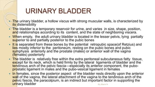 URINARY BLADDER
 The urinary bladder, a hollow viscus with strong muscular walls, is characterized by
its distensibility
 The bladder is a temporary reservoir for urine, and varies in size, shape, position,
and relationships according to its content, and the state of neighboring viscera.
 When empty, the adult urinary bladder is located in the lesser pelvis, lying partially
superior to and partially posterior to the pubic bones
 It is separated from these bones by the potential retropubic space(of Retzius) and
lies mostly inferior to the peritoneum, resting on the pubic bones and pubic
symphysis anteriorly and the prostate (males) or anterior wall of the vagina
(females) posteriorly
 The bladder is relatively free within the extra peritoneal subcutaneous fatty tissue,
except for its neck, which is held firmly by the lateral ligaments of bladder and the
tendinous arch of the pelvic fascia—especially its anterior component, the pubo-
prostatic ligament in males and the pubo-vesical ligament in females
 In females, since the posterior aspect of the bladder rests directly upon the anterior
wall of the vagina, the lateral attachment of the vagina to the tendinous arch of the
pelvic fascia, the paracolpium, is an indirect but important factor in supporting the
urinary bladder By Abera N
 