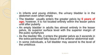  In infants and young children, the urinary bladder is in the
abdomen even when empty
 The bladder usually enters the greater pelvis by 6 years of
age; however, it is not located entirely within the lesser pelvis
until after puberty
 An empty bladder in adults lies almost entirely in the lesser
pelvis, its superior surface level with the superior margin of
the pubic symphysis
 As the bladder fills, it enters the greater pelvis as it ascends in
the extra-peritoneal fatty tissue of the anterior abdominal wall
 In some individuals, a full bladder may ascend to the level of
the umbilicus
By Abera N
 