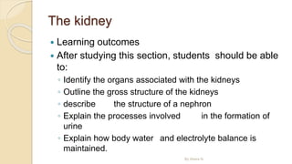 The kidney
 Learning outcomes
 After studying this section, students should be able
to:
◦ Identify the organs associated with the kidneys
◦ Outline the gross structure of the kidneys
◦ describe the structure of a nephron
◦ Explain the processes involved in the formation of
urine
◦ Explain how body water and electrolyte balance is
maintained.
By Abera N
 
