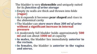 The bladder is very distensible and uniquely suited
for its function of urine storage
Empty its walls are thick and thrown into folds
(rugae)
As it expands it becomes pear shaped and rises in
the abdominal cavity
The bladder can store more than 300 ml of urine
without a significant increase in internal
pressure
A moderately full bladder holds approximately 500
ml and can about 1000 ml at capacity
In males, the bladder lies immediately anterior to
the rectum.
In females, the bladder is anterior to the vagina
and uterus.
By Abera N
 