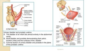 Urinary bladder and prostatic urethra.
A. The bladder of an infant lies almost entirely in the abdominal
cavity.
B. Adult bladder and prostate demonstrating their pelvic
location (inlet) and the surfaces of the bladder
C. Coronal section of urinary bladder and prostate in the plane
of the prostatic urethra
By Abera N
 