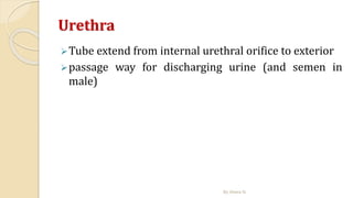Urethra
Tube extend from internal urethral orifice to exterior
passage way for discharging urine (and semen in
male)
By Abera N
 