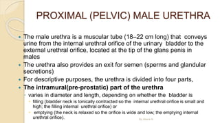 PROXIMAL (PELVIC) MALE URETHRA
 The male urethra is a muscular tube (18–22 cm long) that conveys
urine from the internal urethral orifice of the urinary bladder to the
external urethral orifice, located at the tip of the glans penis in
males
 The urethra also provides an exit for semen (sperms and glandular
secretions)
 For descriptive purposes, the urethra is divided into four parts,
 The intramural(pre-prostatic) part of the urethra
◦ varies in diameter and length, depending on whether the bladder is
 filling (bladder neck is tonically contracted so the internal urethral orifice is small and
high; the filling internal urethral orifice) or
 emptying (the neck is relaxed so the orifice is wide and low; the emptying internal
urethral orifice). By Abera N
 