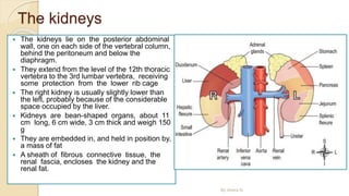 The kidneys
 The kidneys lie on the posterior abdominal
wall, one on each side of the vertebral column,
behind the peritoneum and below the
diaphragm.
 They extend from the level of the 12th thoracic
vertebra to the 3rd lumbar vertebra, receiving
some protection from the lower rib cage
 The right kidney is usually slightly lower than
the left, probably because of the considerable
space occupied by the liver.
 Kidneys are bean-shaped organs, about 11
cm long, 6 cm wide, 3 cm thick and weigh 150
g
 They are embedded in, and held in position by,
a mass of fat
 A sheath of fibrous connective tissue, the
renal fascia, encloses the kidney and the
renal fat.
By Abera N
 