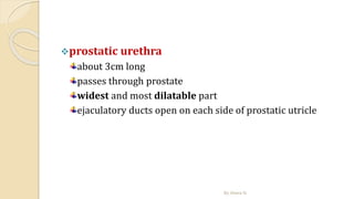 prostatic urethra
about 3cm long
passes through prostate
widest and most dilatable part
ejaculatory ducts open on each side of prostatic utricle
By Abera N
 
