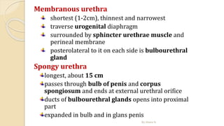 Membranous urethra
shortest (1-2cm), thinnest and narrowest
traverse urogenital diaphragm
surrounded by sphincter urethrae muscle and
perineal membrane
posterolateral to it on each side is bulbourethral
gland
Spongy urethra
longest, about 15 cm
passes through bulb of penis and corpus
spongiosum and ends at external urethral orifice
ducts of bulbourethral glands opens into proximal
part
expanded in bulb and in glans penis
By Abera N
 