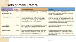 Parts of male urethra
By Abera N
 