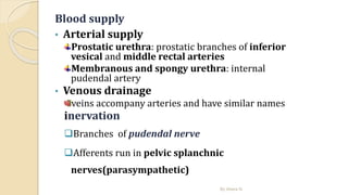 Blood supply
• Arterial supply
Prostatic urethra: prostatic branches of inferior
vesical and middle rectal arteries
Membranous and spongy urethra: internal
pudendal artery
• Venous drainage
veins accompany arteries and have similar names
inervation
Branches of pudendal nerve
Afferents run in pelvic splanchnic
nerves(parasympathetic)
By Abera N
 