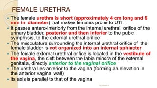 FEMALE URETHRA
 The female urethra is short (approximately 4 cm long and 6
mm in diameter) that makes females prone to UTI
 It passes antero-inferiorly from the internal urethral orifice of the
urinary bladder, posterior and then inferior to the pubic
symphysis, to the external urethral orifice
 The musculature surrounding the internal urethral orifice of the
female bladder is not organized into an internal sphincter
 The female external urethral orifice is located in the vestibule of
the vagina, the cleft between the labia minora of the external
genitalia, directly anterior to the vaginal orifice
 The urethra lies anterior to the vagina (forming an elevation in
the anterior vaginal wall)
 its axis is parallel to that of the vagina
By Abera N
 