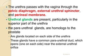  The urethra passes with the vagina through the
pelvic diaphragm, external urethral sphincter,
and perineal membrane.
 Urethral glands are present, particularly in the
superior part of the urethra
 the para urethral glands, are homologs to the
prostate
◦ Are glands located on each side of the urethra
◦ These glands have a common para-urethral duct, which
opens (one on each side) near the external urethral
orifice
By Abera N
 