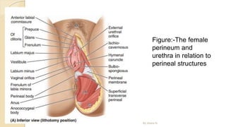 Figure:-The female
perineum and
urethra in relation to
perineal structures
By Abera N
 