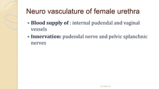 Neuro vasculature of female urethra
 Blood supply of : internal pudendal and vaginal
vessels
 Innervation: pudendal nerve and pelvic splanchnic
nerves
By Abera N
 