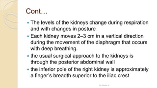 Cont…
 The levels of the kidneys change during respiration
and with changes in posture
 Each kidney moves 2–3 cm in a vertical direction
during the movement of the diaphragm that occurs
with deep breathing.
 the usual surgical approach to the kidneys is
through the posterior abdominal wall
 the inferior pole of the right kidney is approximately
a finger’s breadth superior to the iliac crest
By Abera N
 