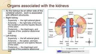 Organs associated with the kidneys
 As the kidneys lie on either side of the
vertebral column, each is associated
with different structures.
 Right kidney
◦ Superiorly – the right adrenal gland
◦ Anteriorly – the right lobe of the liver,
the duodenum and the hepatic flexure
of the colon
◦ Posteriorly – the diaphragm, and
muscles of the posterior abdominal
wall.
 Left kidney
◦ Superiorly – the left adrenal gland
◦ Anteriorly – the spleen, stomach,
pancreas, jejunum and splenic flexure
of the colon
◦ Posteriorly – the diaphragm and
muscles of the posterior abdominal
wall.
By Abera N
 
