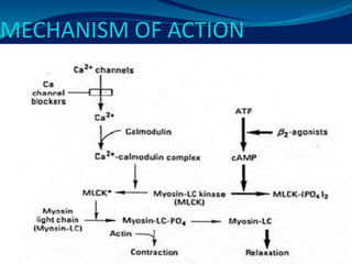 MECHANISM OF ACTION
 