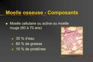 Moelle osseuse - Composants
 Moelle cellulaire ou active ou moelle
rouge (60 à 70 ans)
 30 % d’eau
 60 % de graisse
 1...