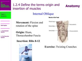 1.2_The_Muscular_System.ppt