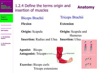 1.2_The_Muscular_System.ppt