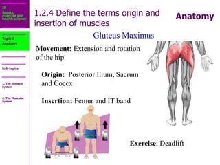 1.2_The_Muscular_System.ppt