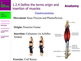 1.2_The_Muscular_System.ppt